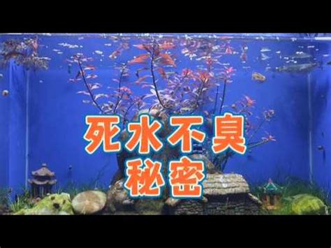 死水養魚|死水小池塘養什麼魚好，哪些魚類可以養在死水中精選